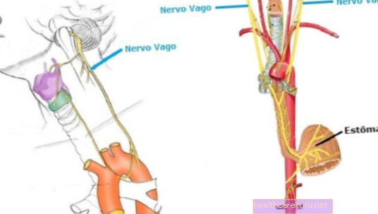 Неясен нерв: какво е това, анатомия и основни функции