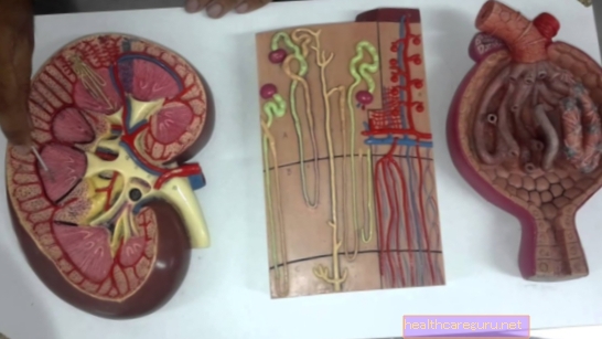 Sistemul urinar: ce este, principalele organe și cum funcționează