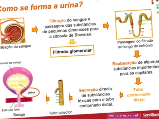 Hvordan urin dannes og hvordan den elimineres