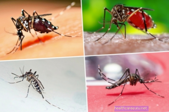 كيفية التعرف على بعوضة حمى الضنك (Aedes aegypti)