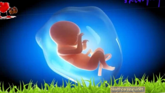 Développement du bébé - 17 semaines de gestation