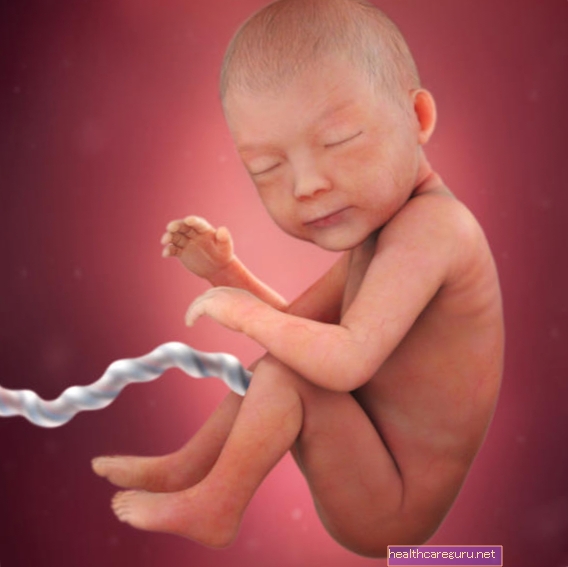Otroški razvoj - 30 tednov nosečnosti