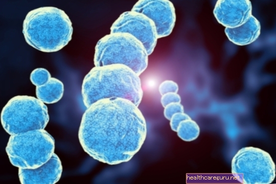 Streptococcus agalactiae: viktigste symptomer og hvordan behandling gjøres