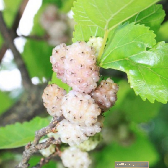 Mulberry putih: untuk apa dan cara penggunaannya
