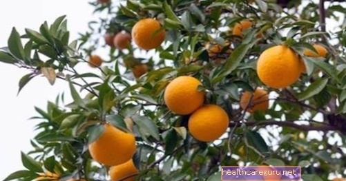 Τι είναι το πικρό πορτοκάλι;