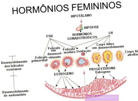 Weibliche Hormone: Was sie sind, wofür sie sind und Tests